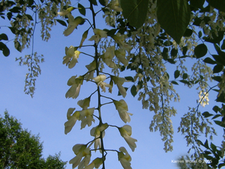 Cladrastis lutea, yellowwood - flowers in June