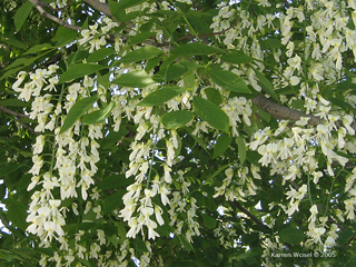 Cladrastis lutea, yellowwood - flowers in June