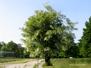 Cladrastis lutea, yellowwood- summer habit, photo of tree with flowers