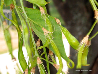 Cladrastis lutea, yellowwood - developing fruit and remnants of flowers in midsummer
