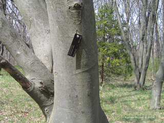 Cladrastis lutea, yellowwood - closeup of bark of older yellowwood tree in winter.
