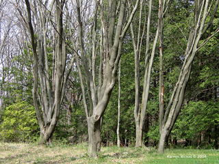 Cladrastis lutea, yellowwood - winter habit row of older trees