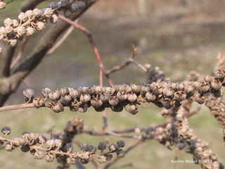 Clethra alnifolia, Summersweet habit in early spring, photo taken March 22, 2009.