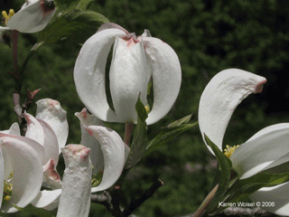 flowering dogwood - cornus florida - flowers in early May - four bracts joined at tips