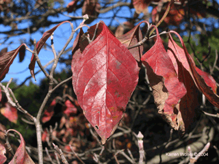 flowering dogwood - cornus florida - red leaf in early October