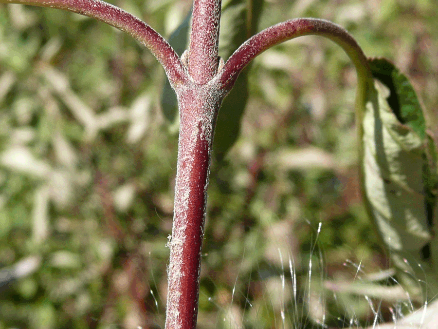 Cornus obliqua, Silky dogwood