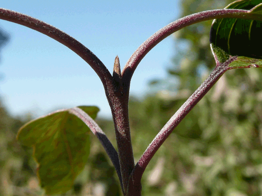 Cornus obliqua, Silky dogwood