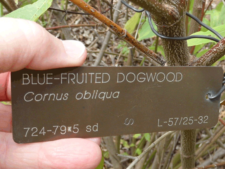 Cornus obliqua, Silky dogwood