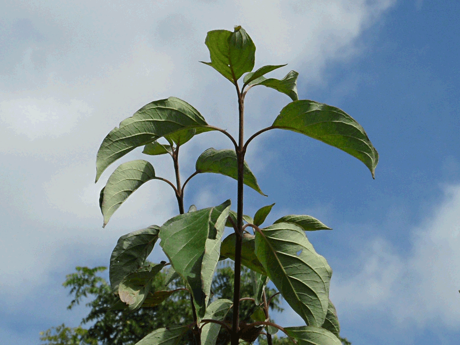 Cornus obliqua, Silky dogwood