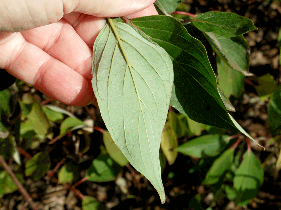 Cornus obliqua, Silky dogwood
