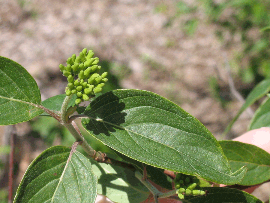 Cornus obliqua, Silky dogwood