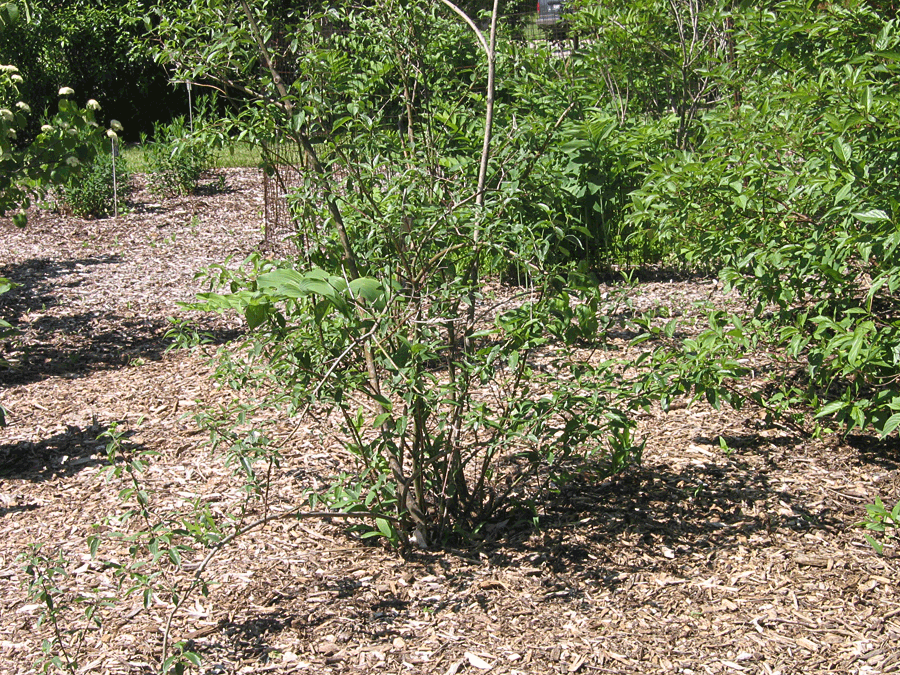 Cornus obliqua, Silky dogwood