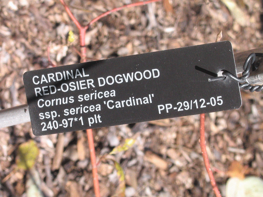 Cornus sericea - Red-osier dogwood