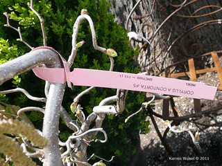 Corylus avellana 'Contorta' - Harry Lauder's Walking Stick 
