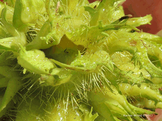 Corylus colurna - Turkish hazelnut, fruit closeup, photo showing nut