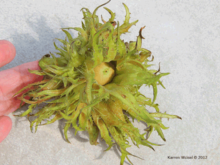 Corylus colurna - Turkish hazelnut expanded catkins, fruit closeup
