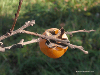 Diospyros virginiana - Persimmon fruit, sepal, and twigs in fall 