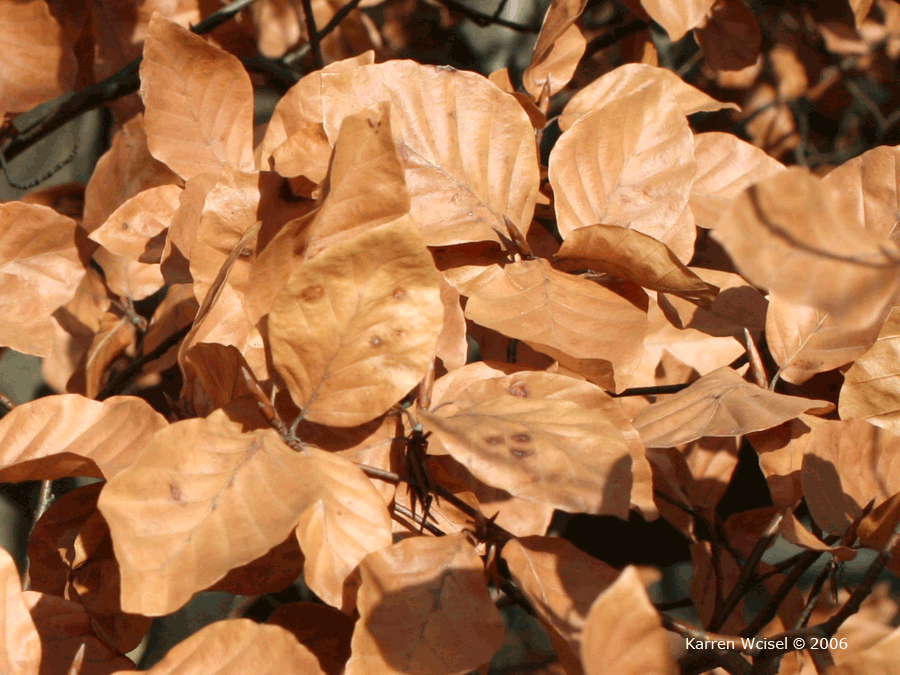 Fagus sylvatica - European beech winter identification