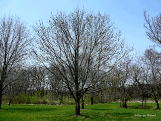 Fraxinus americana, White ash, whole tree, bark braches, twigs and flowersin Spring