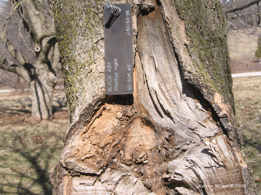 Fraxinus nigra, Black ash leaves, buds, leaf scar