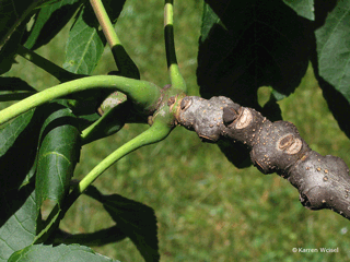 Fraxinus nigra, Black ash leaves, buds, leaf scar
