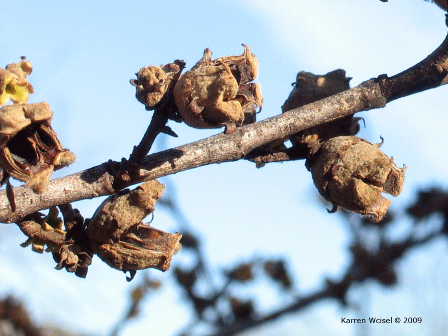 Hamamelis virginiana - Common witch-hazel winter identification branches, dried fruit capsules