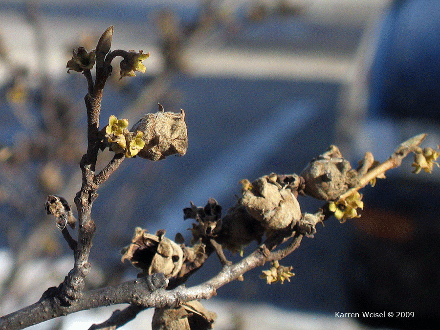 Hamamelis virginiana - Common witch-hazel winter identification flowers, branches, dried fruit capsules