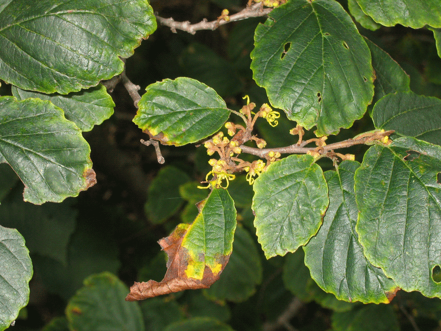 Hamamelis virginiana - Common witch-hazel fall identification - leaves, fruit, flowers
