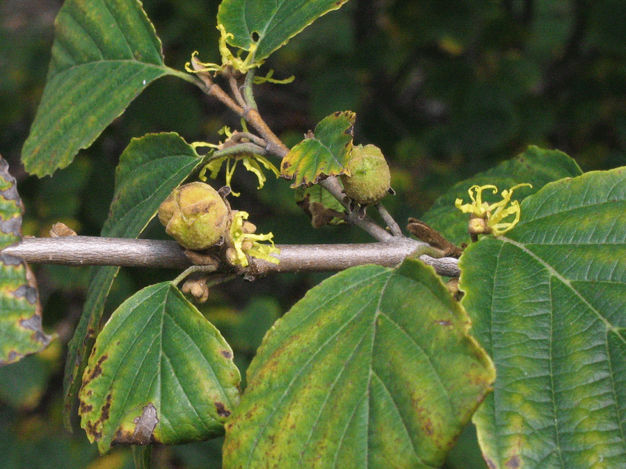 Hamamelis virginiana - Common witch-hazel fall identification - leaves, fruit, flowers