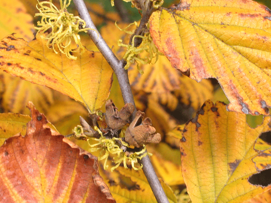 Hamamelis virginiana - Common witch-hazel fall identification flowers, twigs, leaves and dried fruit capsules