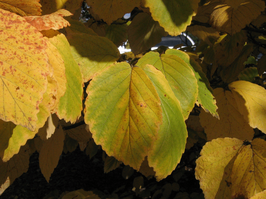 Hamamelis virginiana - Common witch-hazel fall identification flowers