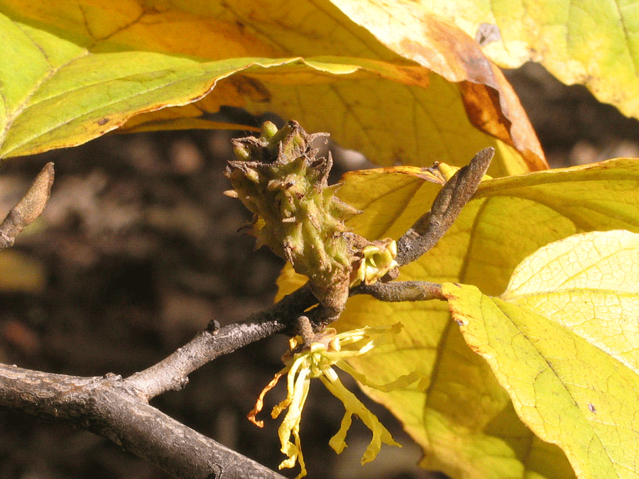 Hamamelis virginiana - Common witch-hazel fall identification flowers and leaves