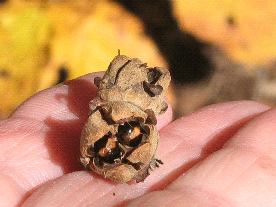 Hamamelis virginiana - Common witch-hazel fall identification dried fruit capsules with seeds