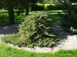 Juniperus procumbens - Japanese Garden Juniper