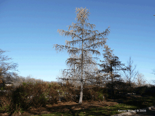 Larix decidua - European larch whole tree