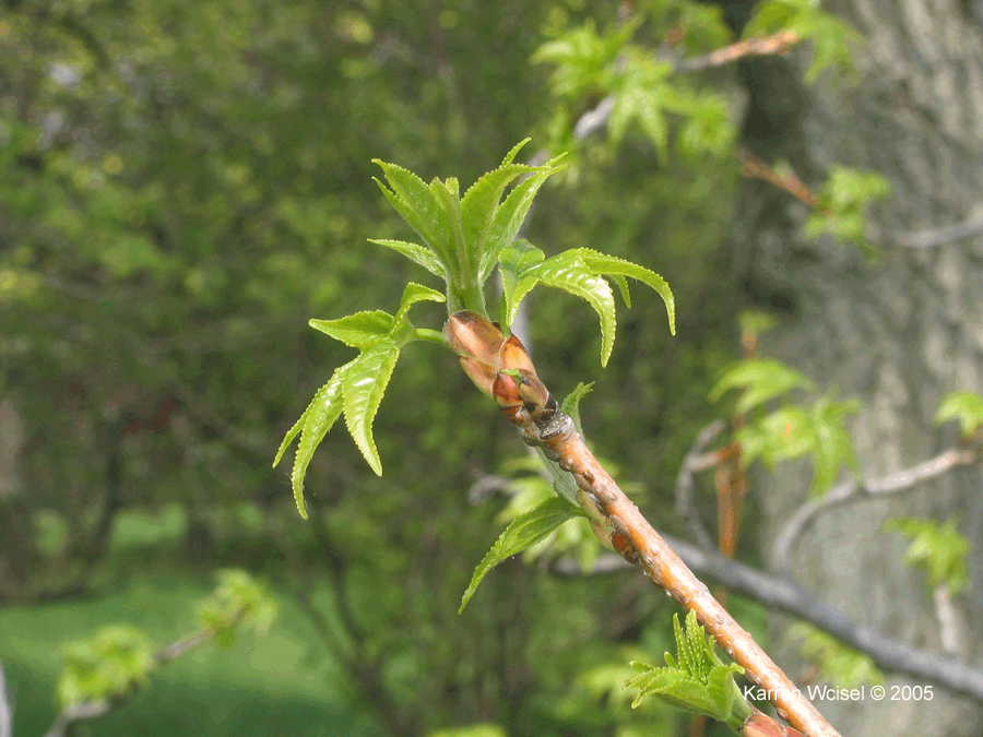Liquidambar styraciflua - Sweetgum leaves photo taken in May