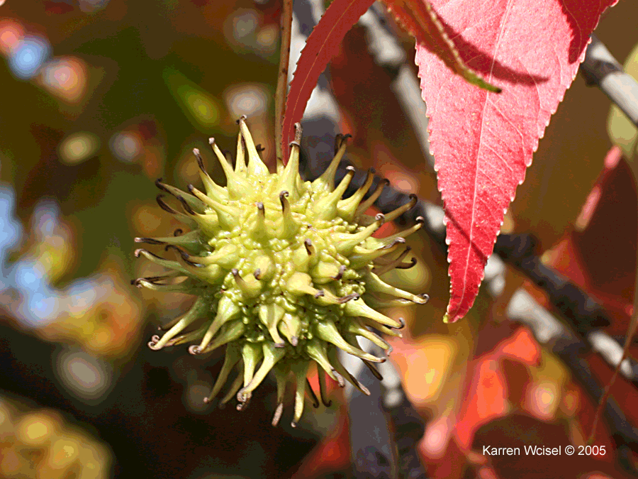Fruit of Sweetgum (Liquidambar styraciflua ) is still green at the end of October