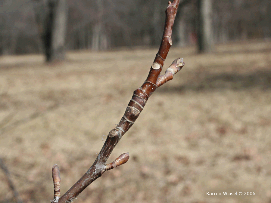 Liriodendron tulipifera - Tuliptree, winter branch with leaf scars and bud scars