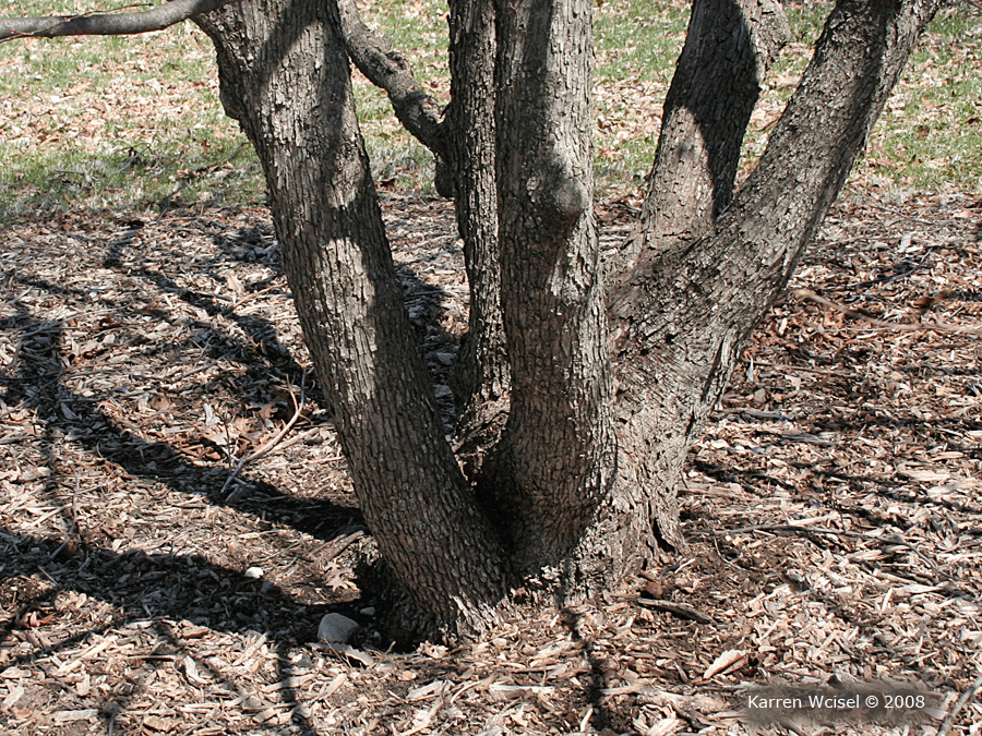 Ostrya virginiana - Hophornbeam, Ironwood winter identification multiple trunks