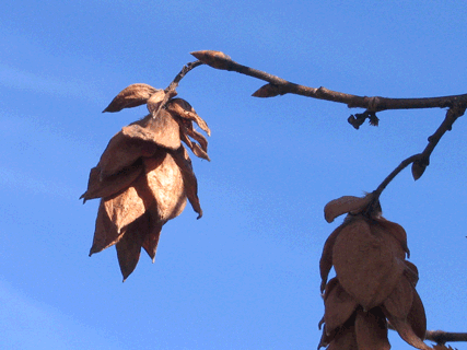 Ostrya virginiana - Hophornbeam, Ironwood, fruit in fall