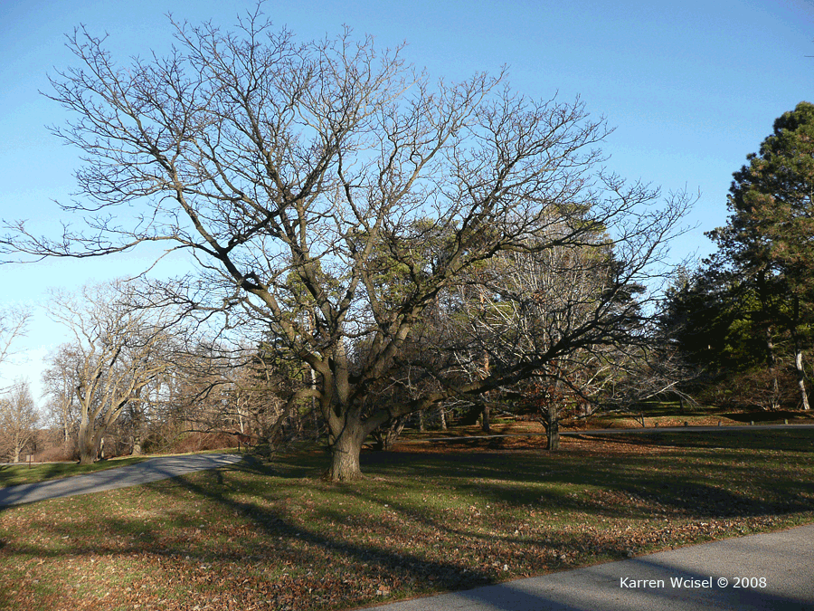 Photo of Phellodendron amurense - Amur Cork Tree whole tree