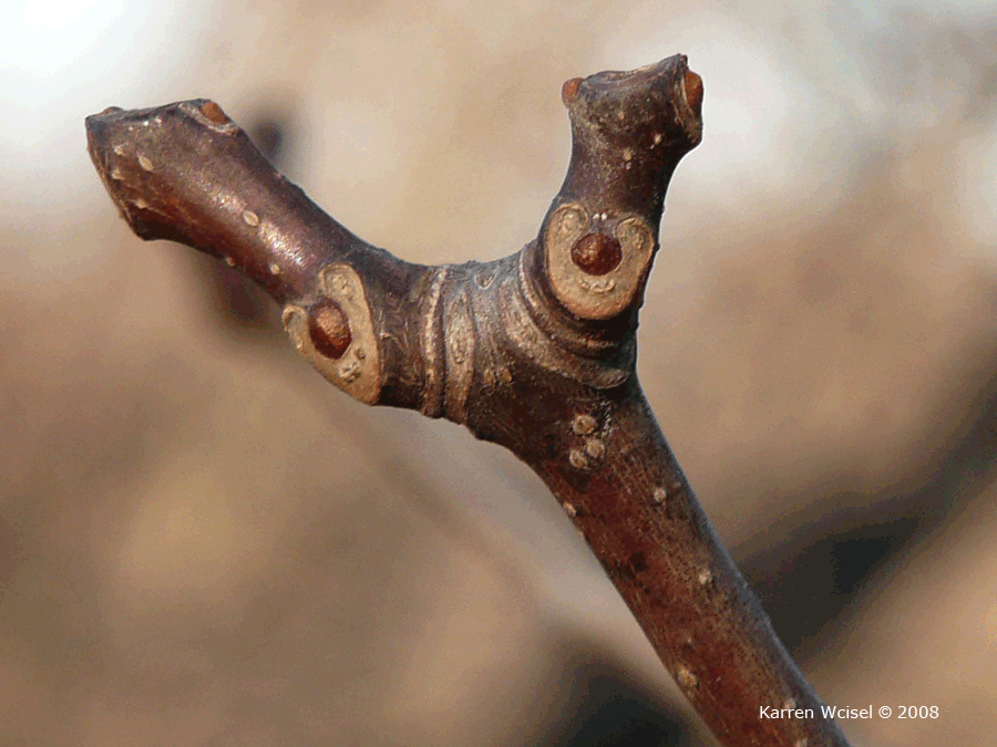 Photo of Phellodendron amurense - Amur Cork Tree bud and leaf scar