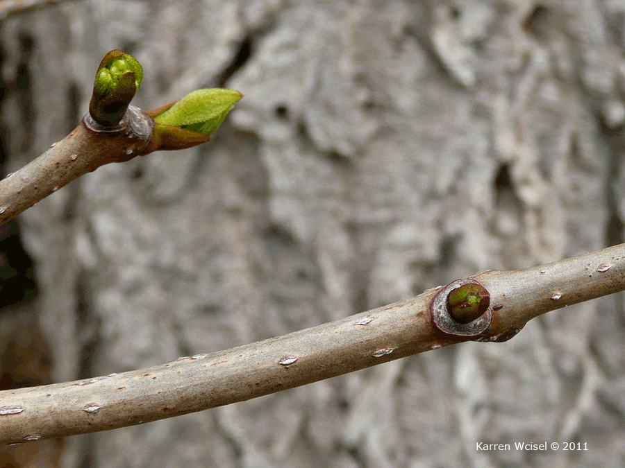 Photo of Phellodendron amurense - Amur Cork Tree bud and leaf scar