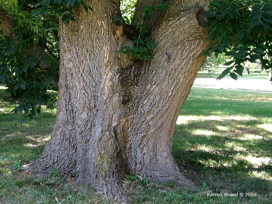 Photo of Phellodendron amurense - Amur Cork Tree bark and trunk