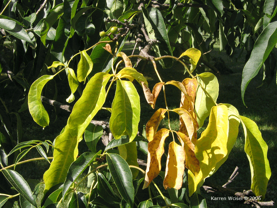 Photo of Phellodendron amurense - Amur Cork Tree leaves beginning to turn to fall color