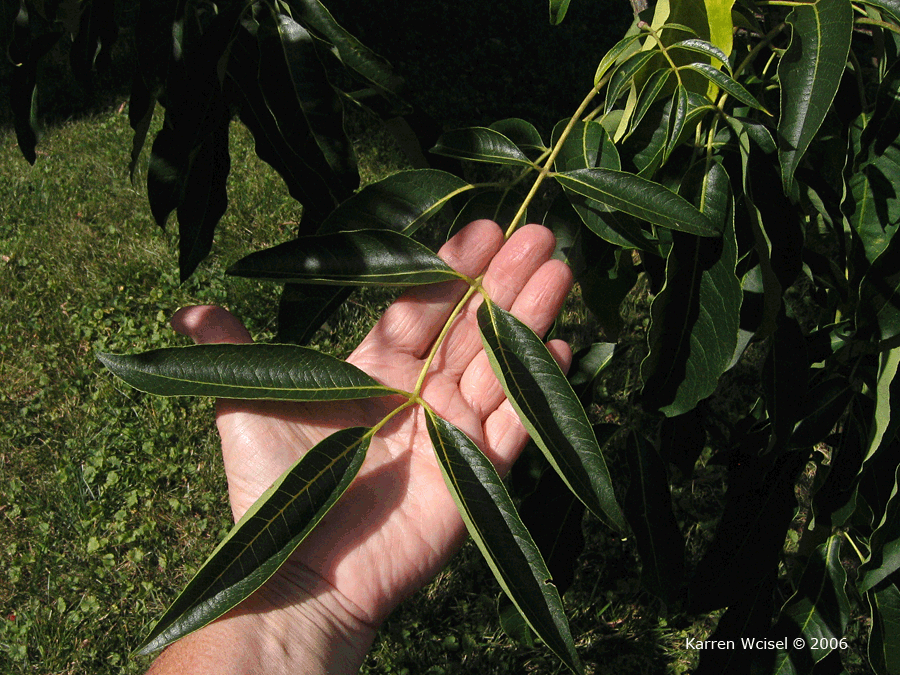 Photo of Phellodendron amurense - Amur Cork Tree compound leaf