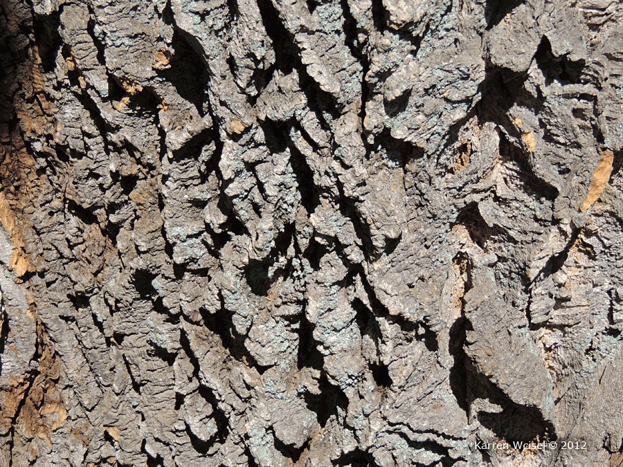 Photo of Phellodendron amurense - Amur Cork Tree close up of bark