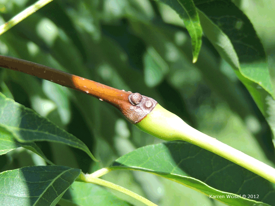 Photo of Phellodendron amurense - Amur Cork Tree