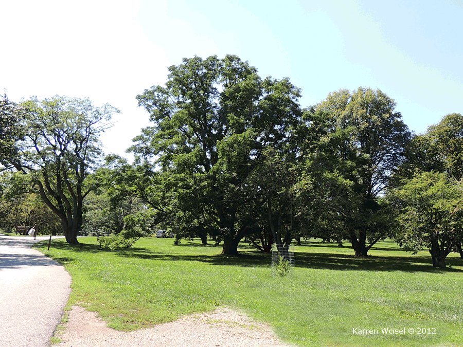 Photo of Phellodendron amurense - Amur Cork Tree whole tree