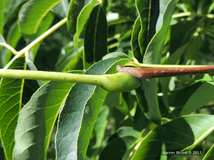 Photo of Phellodendron amurense - Amur Cork Tree 
